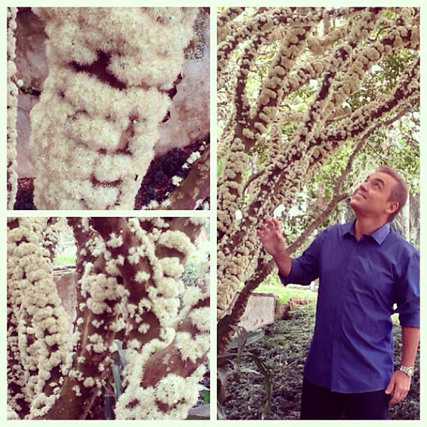 Gugu Liberato se impressiona com as flores de jabuticabeira