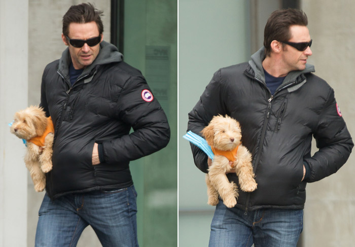  Hugh Jackman circula com sua cadelinha Allegra por Nova York, nos EUA