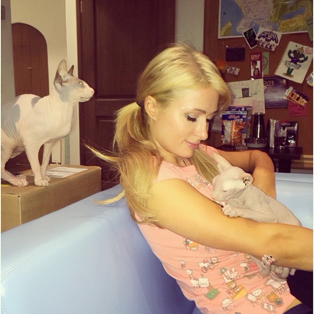 Paris Hilton adora gatos