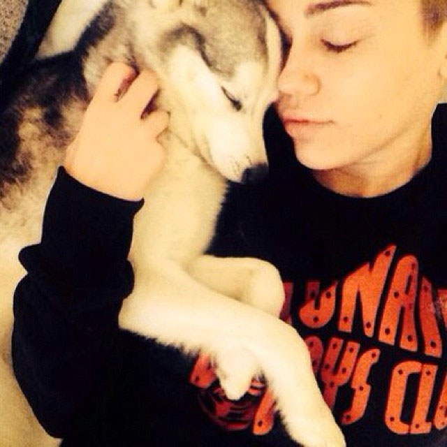 Miley Cyrus dorme junto com seu cachorro de estimação