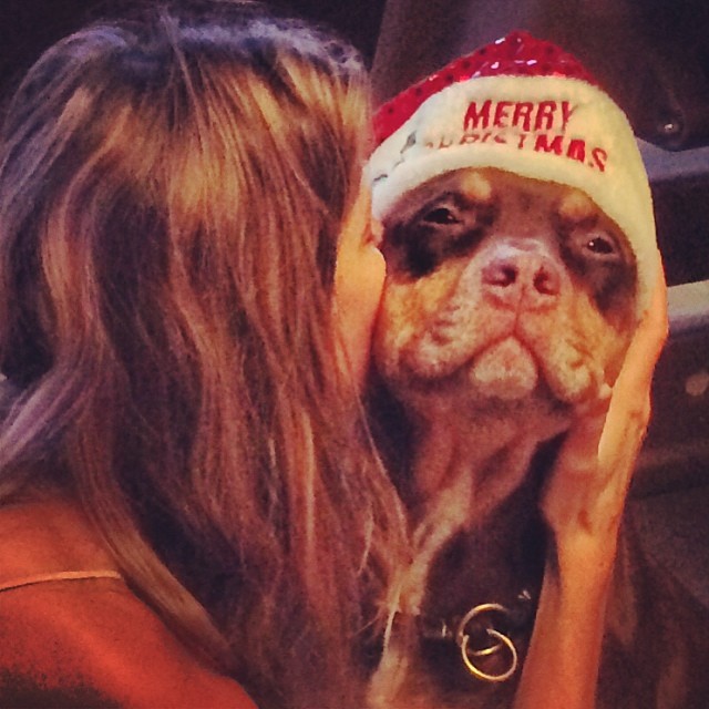 Gisele Bündchen e seu pet desejam feliz Natal nas redes sociais