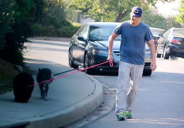 Ashton Kutcher passeia sozinho com seus cachorrinhos