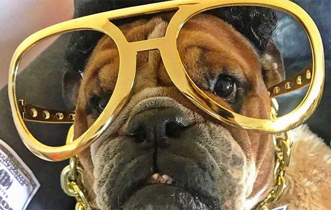 Roscoe em momento estiloso