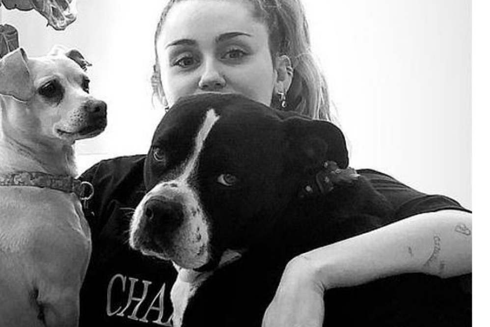 Relembre momentos de Miley Cyrus com sua cadelinha Mary Jane