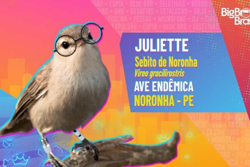 Virou nome de ave rara da região de Fernando de Noronha