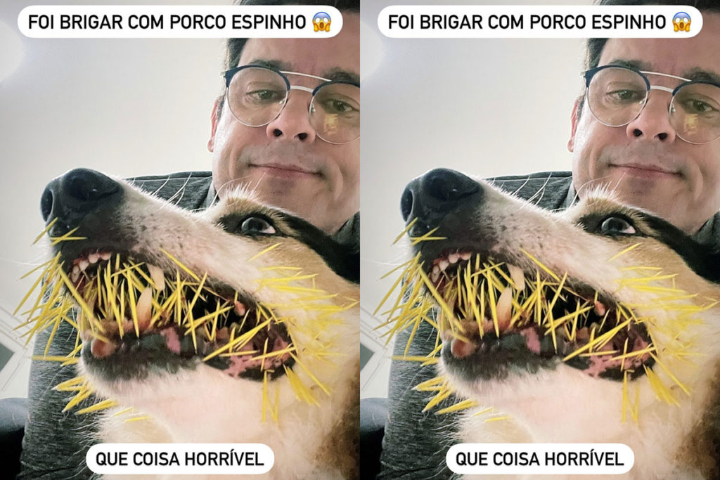 Cachorro de Celso Portiolli ataca porco espinho