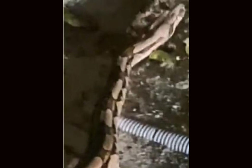 Ivete Sangalo já encontrou cobra em sua casa