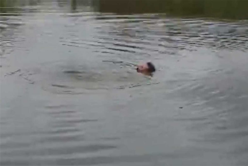 Levi cai na água e começa a ser atacado pelas piranhas
