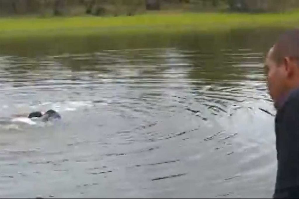 Levi morre após o ataque de piranhas