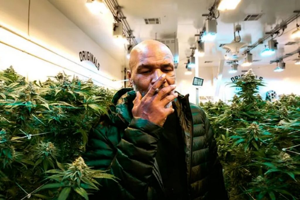Mike Tyson fumando maconha na plantação da erva