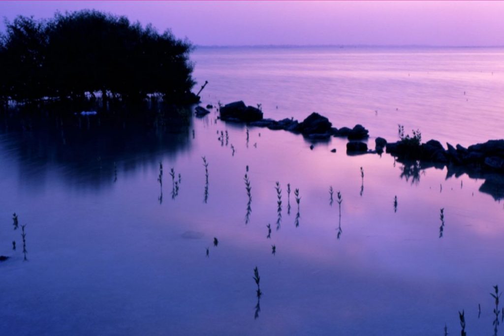 Purple Island no Catar