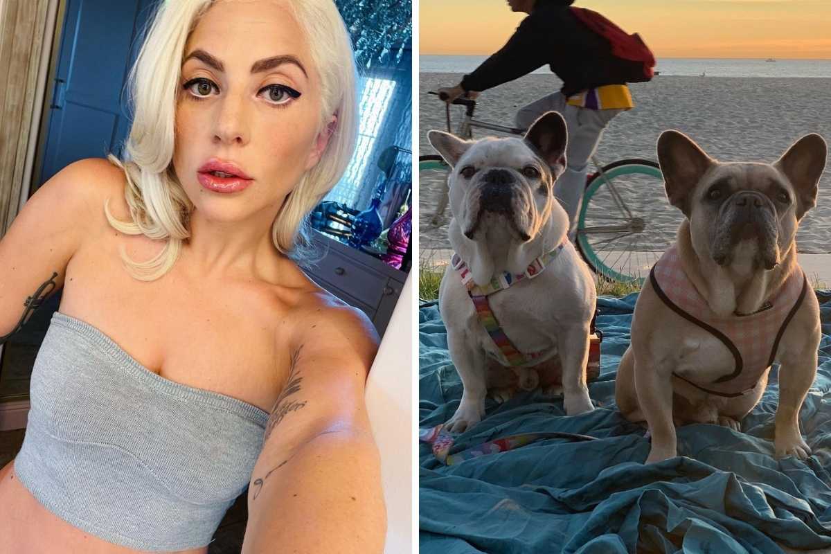 fotomontagem de selfie de lady gaga e foto de seus cães