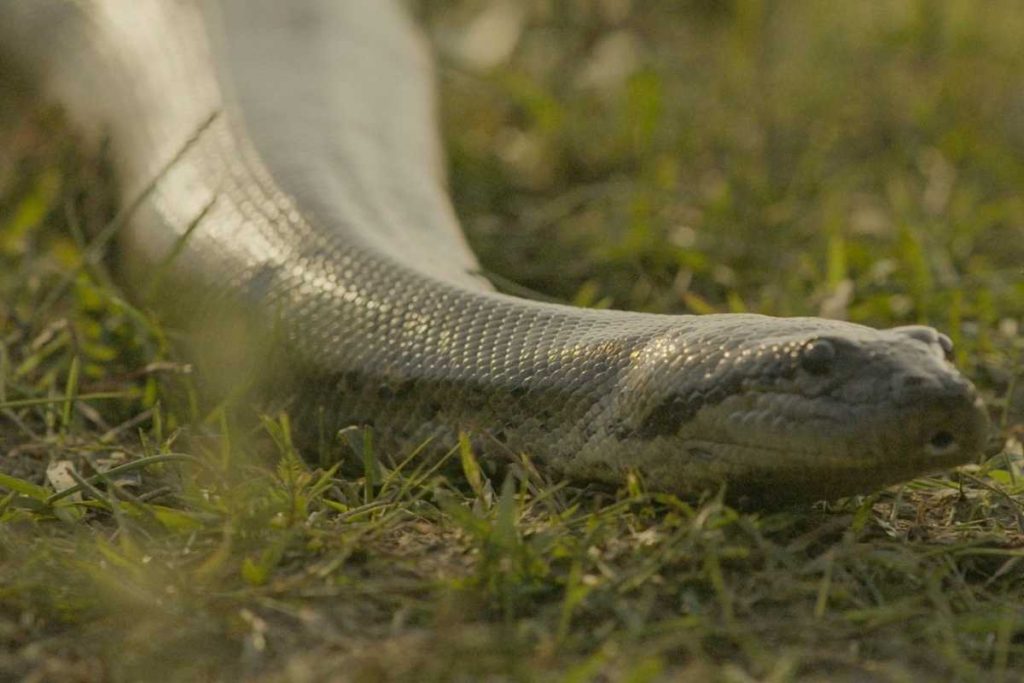 velho do rio () como sucuri observando embate contra tenorio (murilo benicio) em pantanal