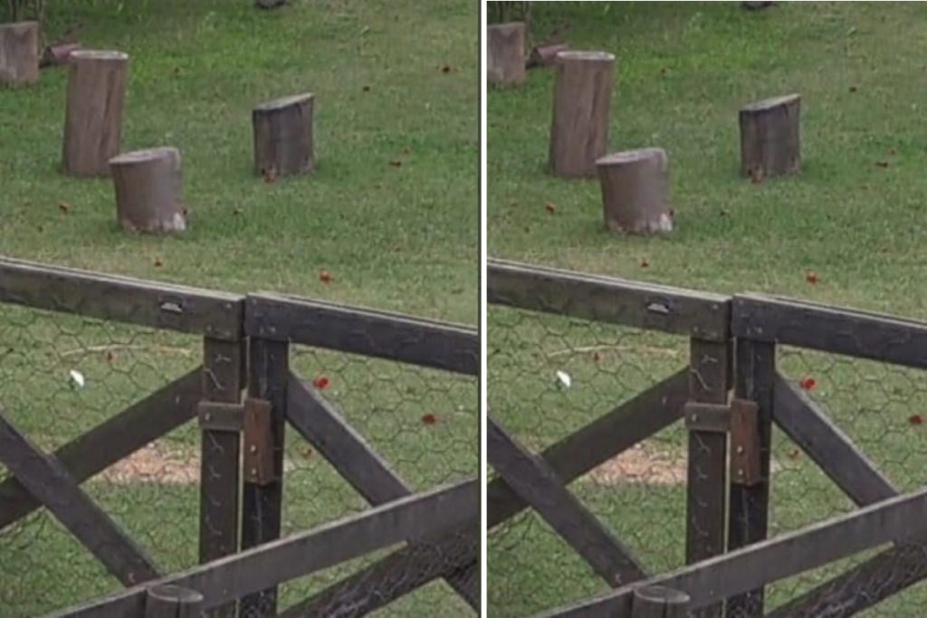 Petalas de Rosa no chao da Fazenda