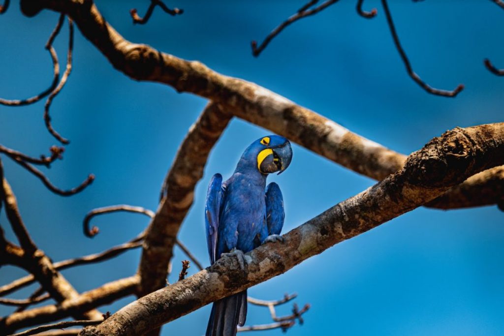 Arara azul, imagem do projeto SOS Pantanal