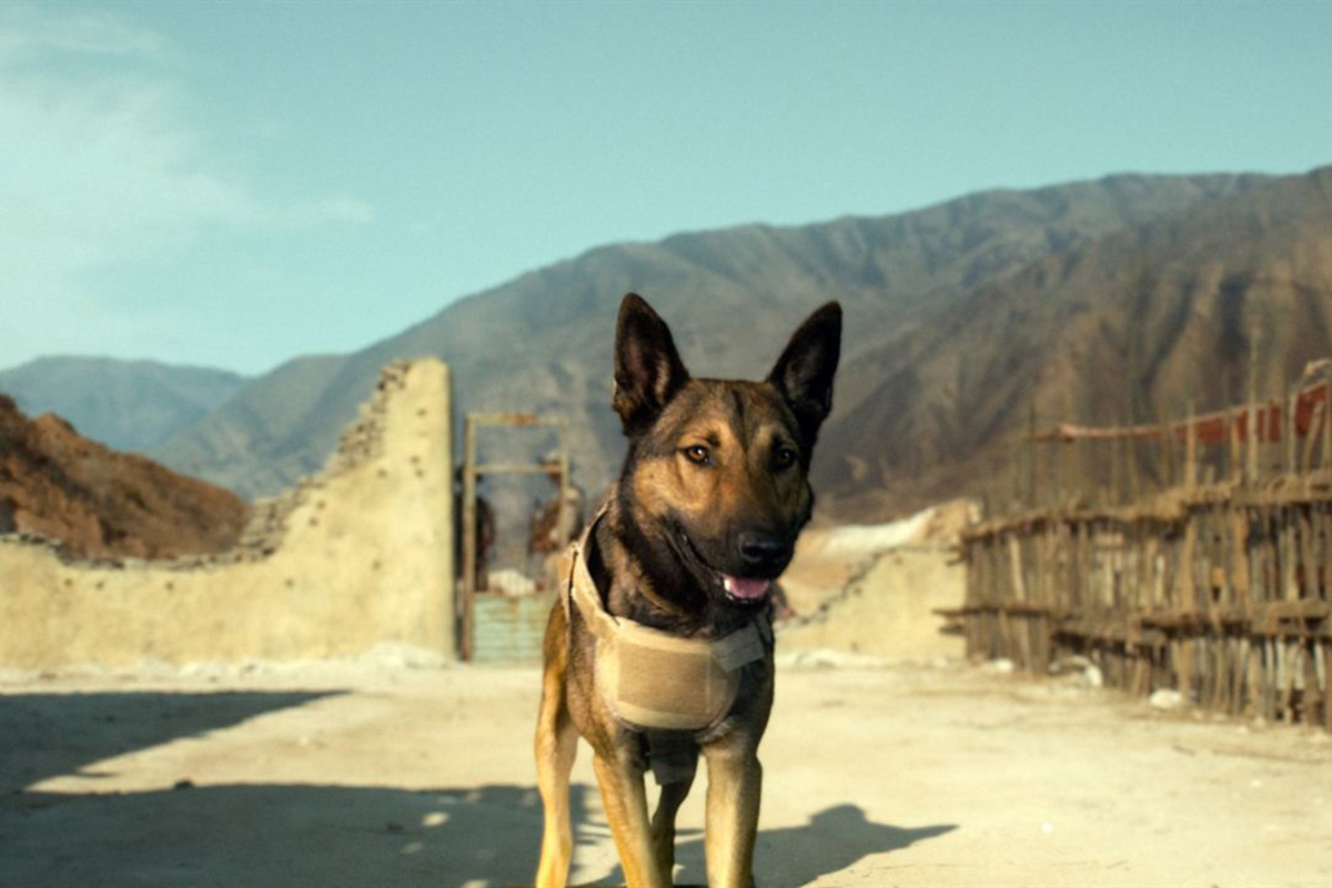 Sessão da Tarde exibe 'Max: O Cão Herói' nesta terça-feira