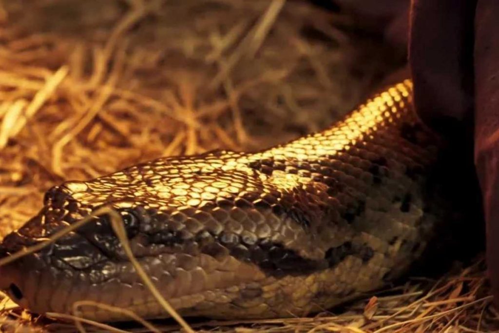 Sucuri se aproximando do corpo de Tenório (Murilo Benício) em Pantanal