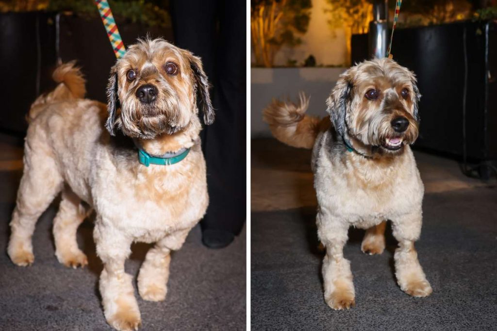 Cachorro do casal participou da cerimônia.
