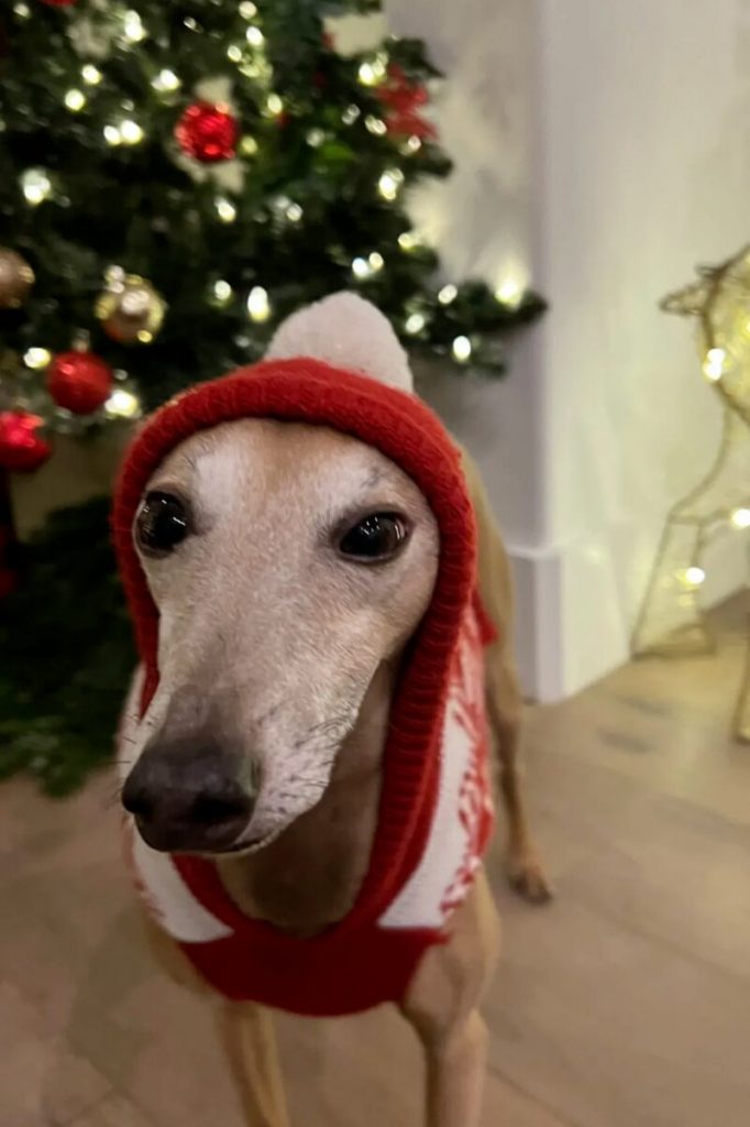 Plinio, pet de estimação de Anitta, de roupinha de natal
