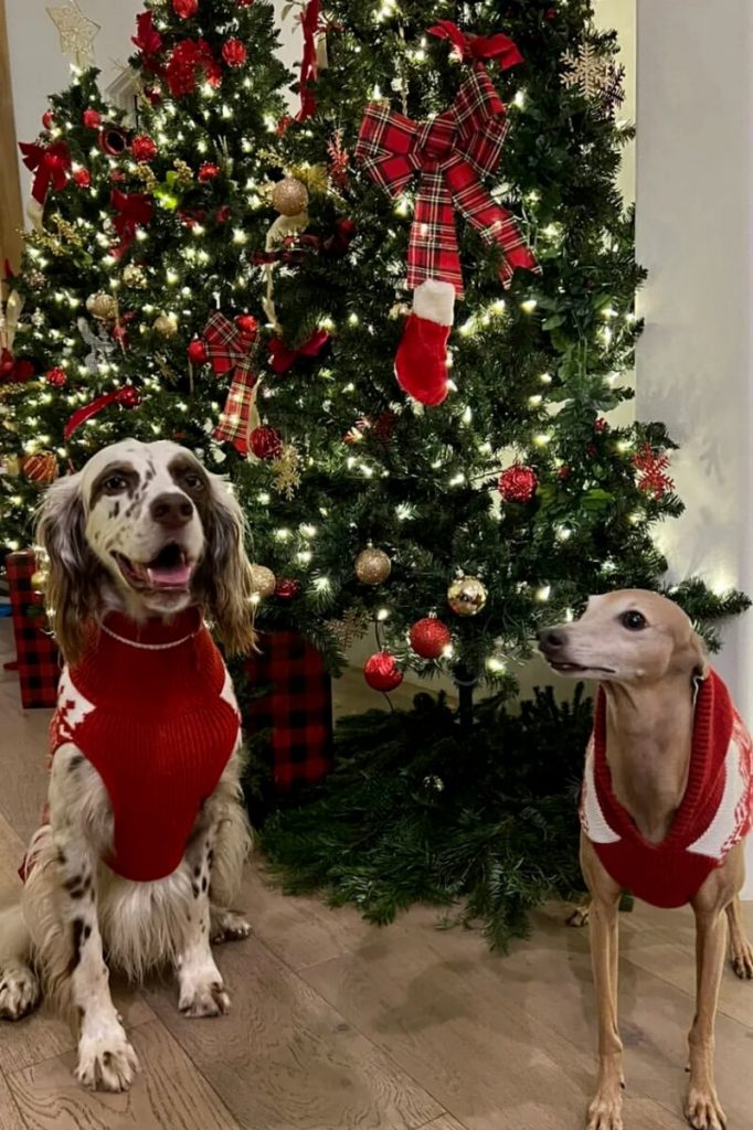 Pets de estimação de Anitta, de roupinha de natal