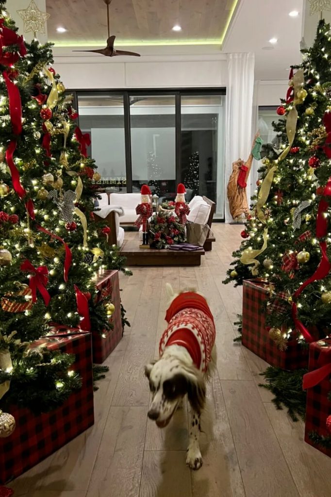 Pet de estimação de Anitta, de roupinha de natal