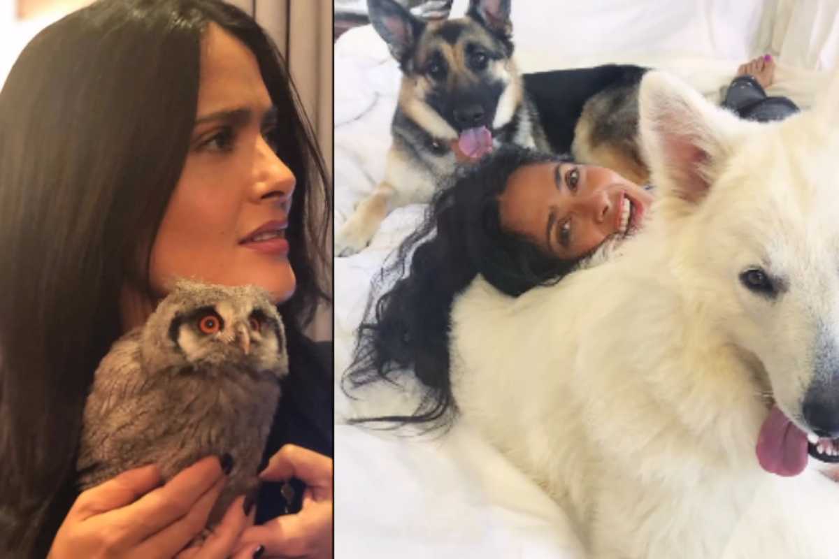 Salma Hayek e seus pets