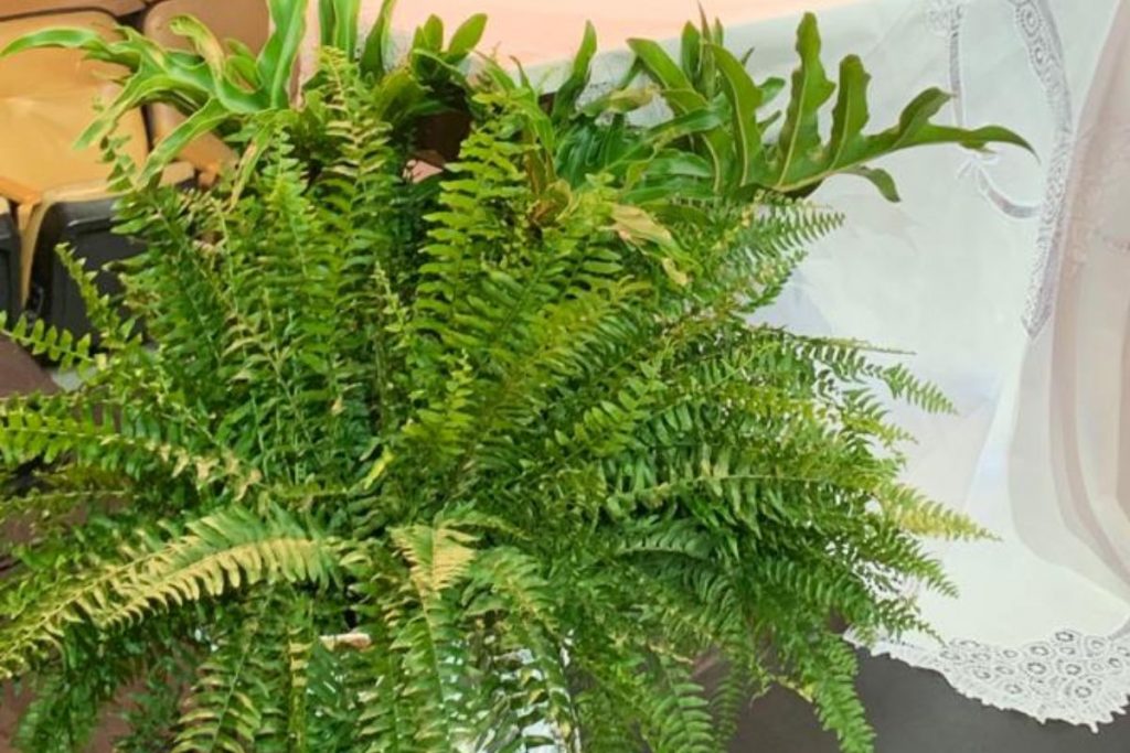 Arranjo de orquídeas brancas, samambaias e guaimbê