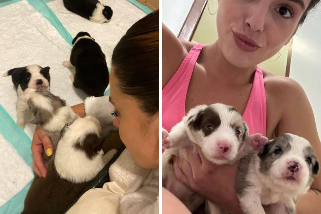 Giovanna Lancellotti apresenta os filhotes de cachorros nascidos há poucos dias