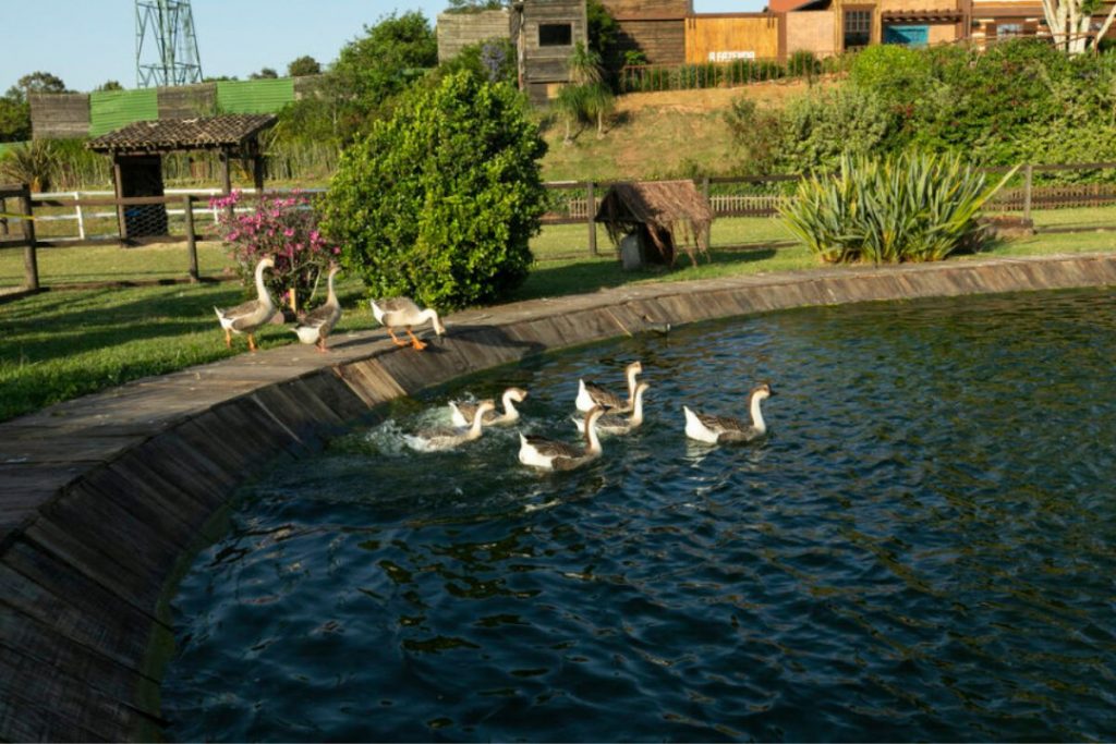 Patos na lagoa da Fazenda 15