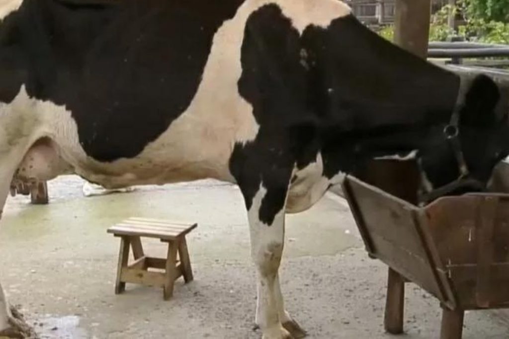 Vaca capricha com esterco no estábulo
